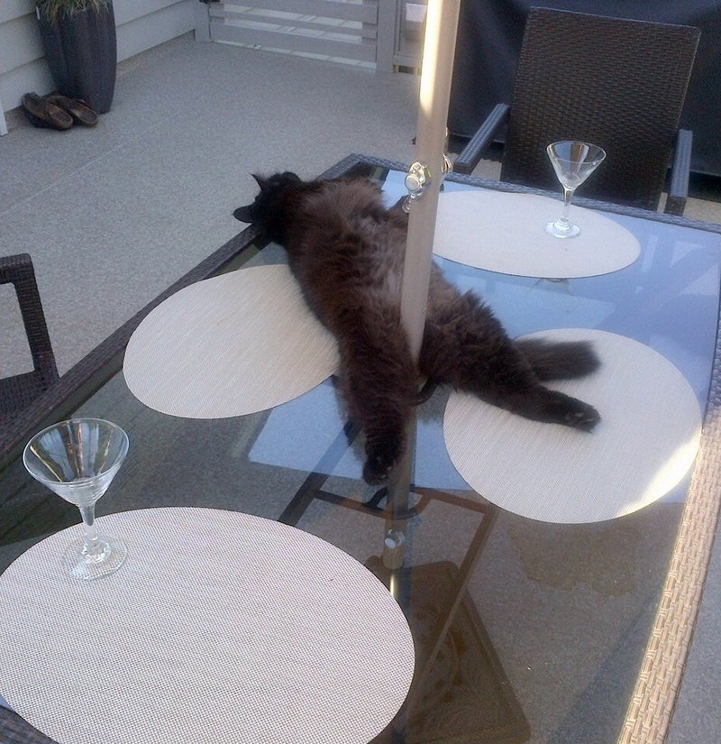 Милые и забавные животные