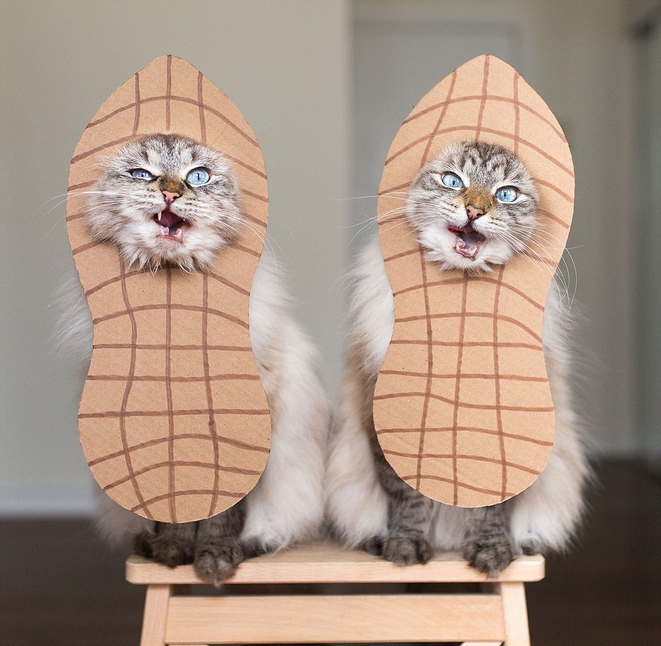 Кошки в забавных костюмах Кошки в забавных костюмах