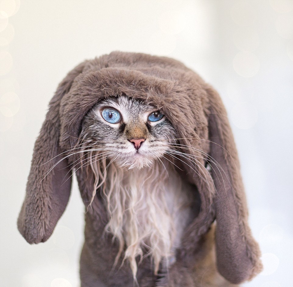 Кошки в забавных костюмах Кошки в забавных костюмах