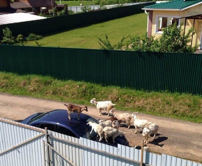 Автоприколы для тех кто за рулем и не только