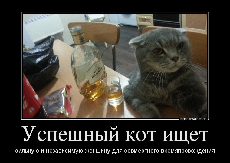 Успешный кот ищет Успешный кот ищет